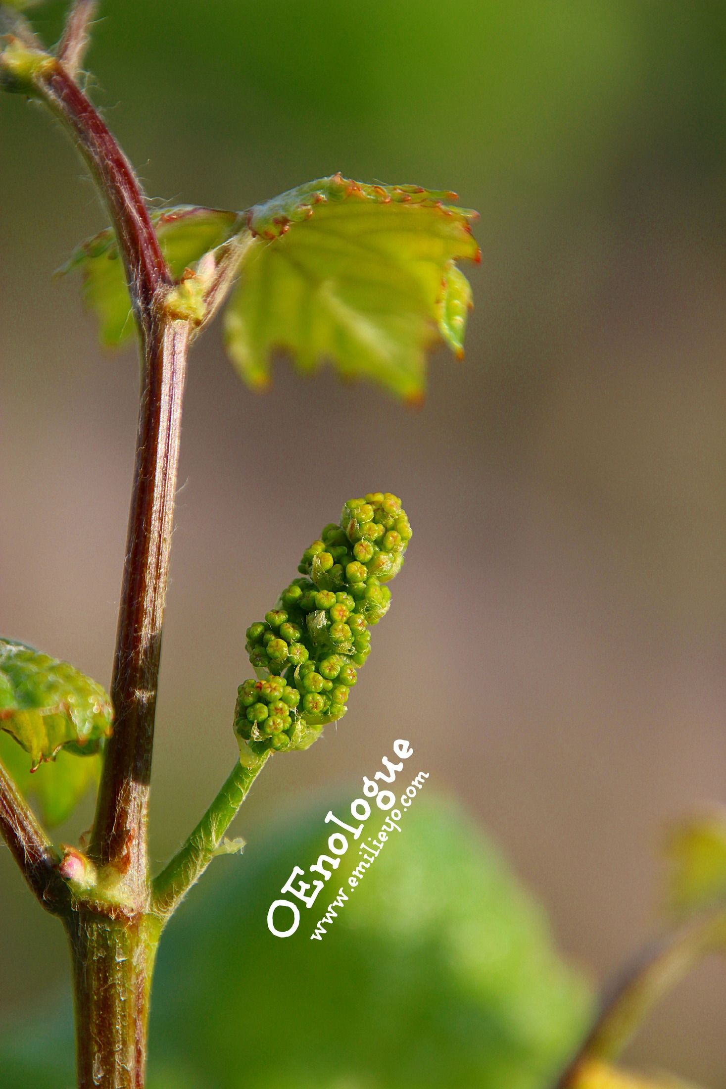2015.04.24 麗絲玲(Riesling)的花序已經亭亭玉立的等著綻放,麗絲玲也是較能禁得起春季霜害的葡萄品種之一。