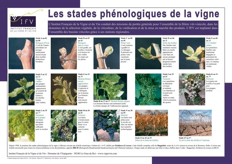 最常被引用的葡萄生長周期表，由法國國家研究單位IFV製作。@IFV