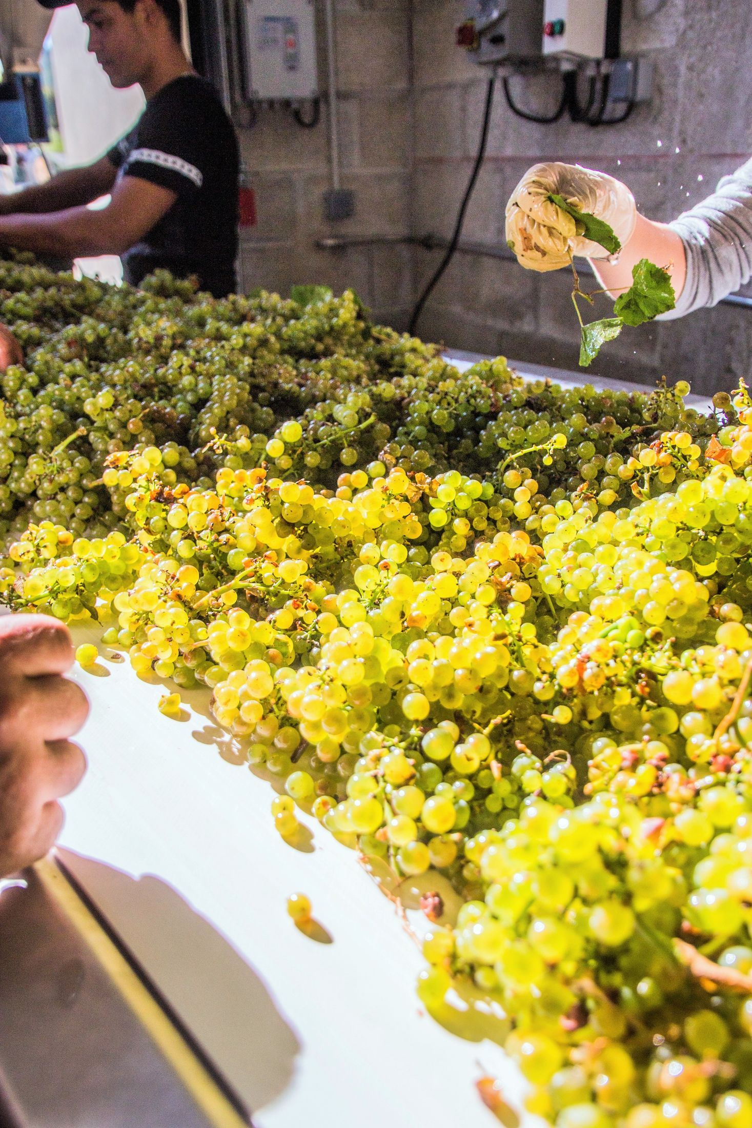 Read more about the article 生科生化學生未來的發展可能之一 – 葡萄產業