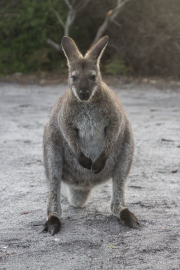 Tasmania到處可見的Wallaby小袋鼠